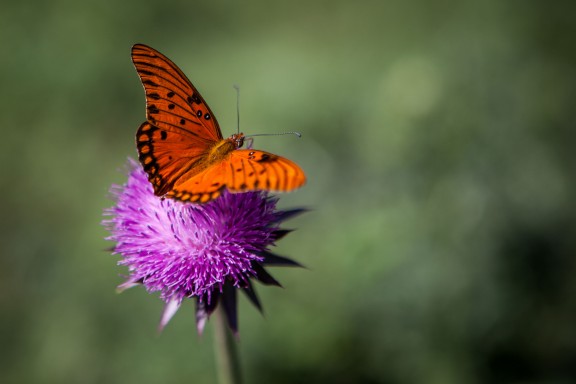 Butterfly and thistle