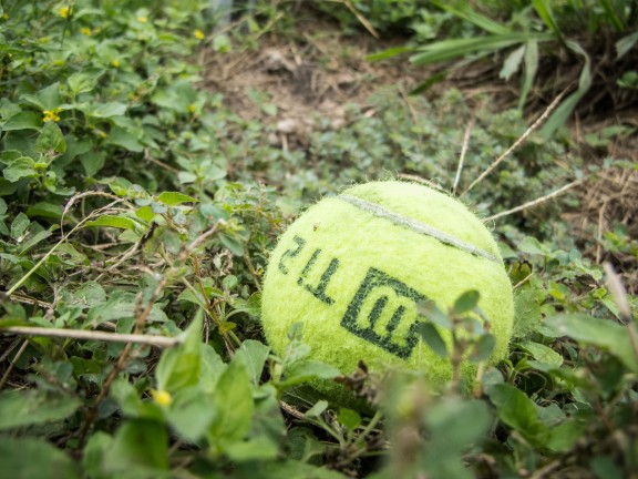 Stray tennis ball at Whitaker Tennis Center in Austin, TX