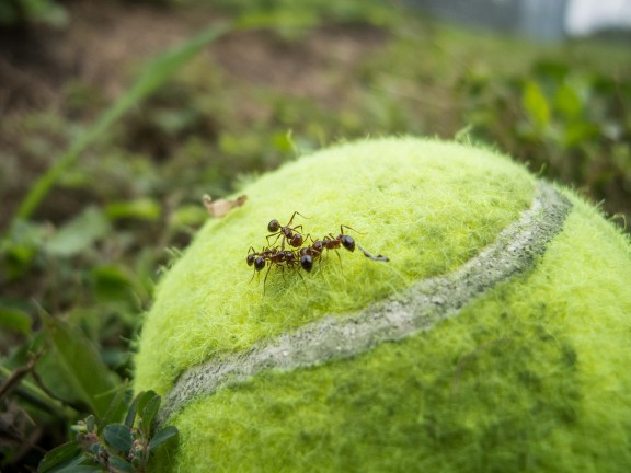 Ant playground